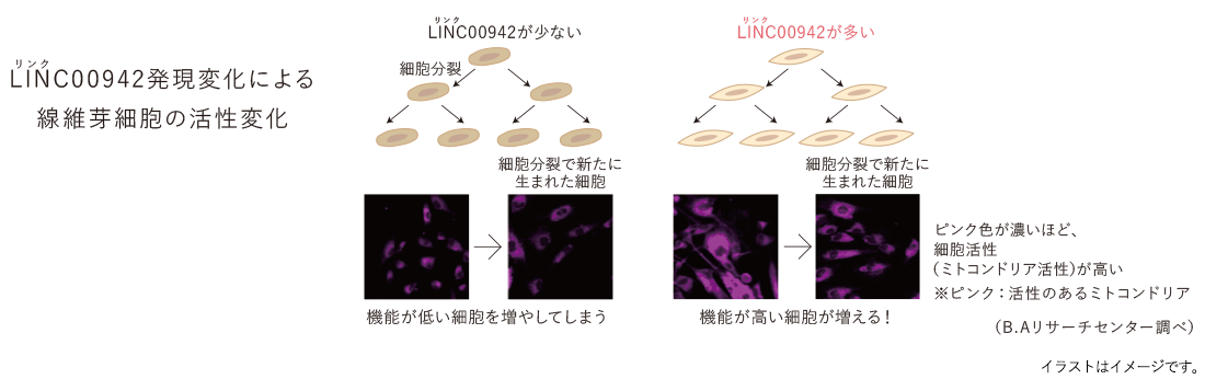 LINC00942