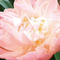 芍药(PAEONIA ALBIFLORA)花精华