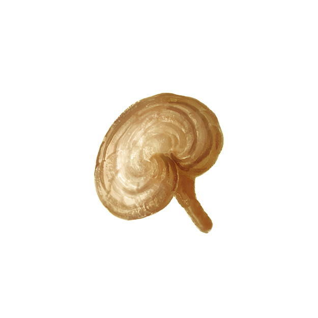 Ganoderma lucidum extract [POLA original]