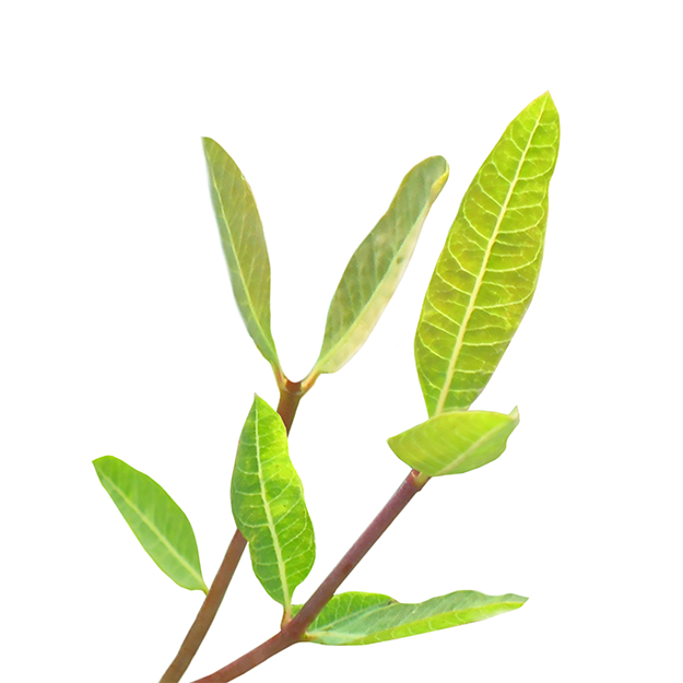 Apocynum venetum leaf extract [NEW]